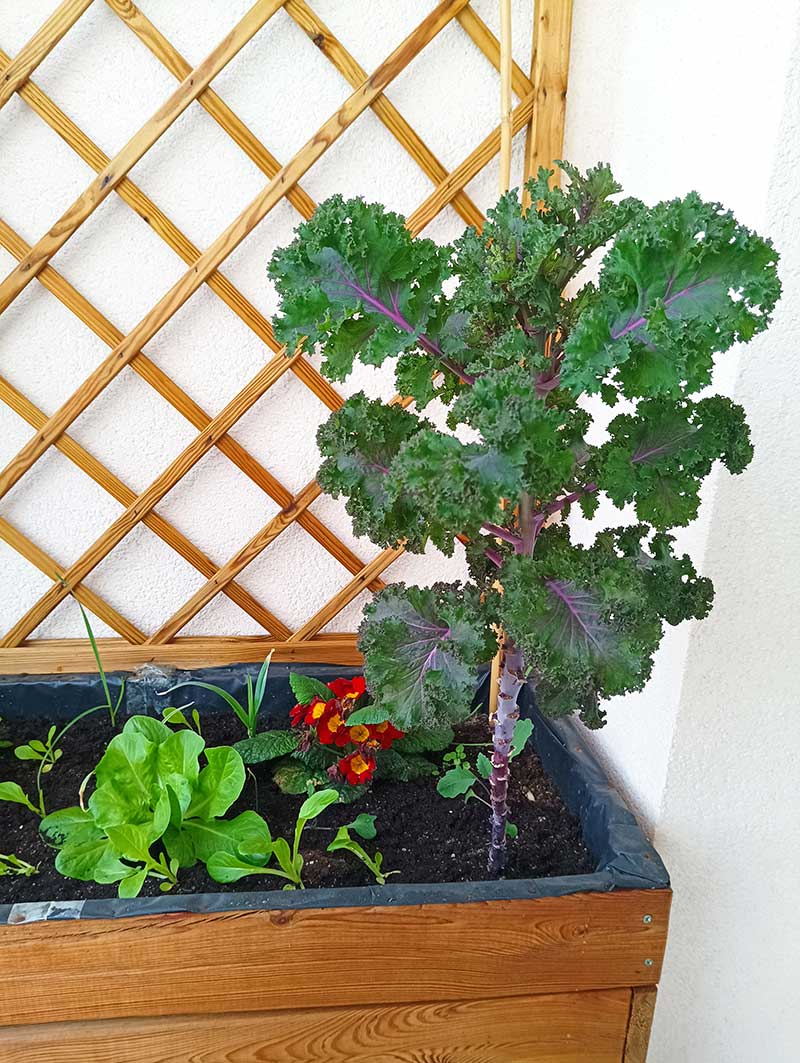 Prezimovaný kučeravý kel, šalát na balkóne