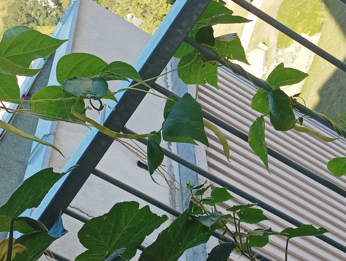 Popínavá fazuľa na balkónovom zábradlí