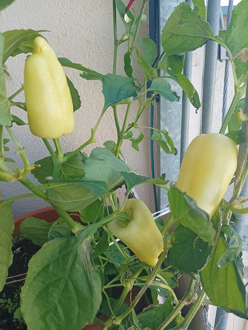 Paprika na balkóne