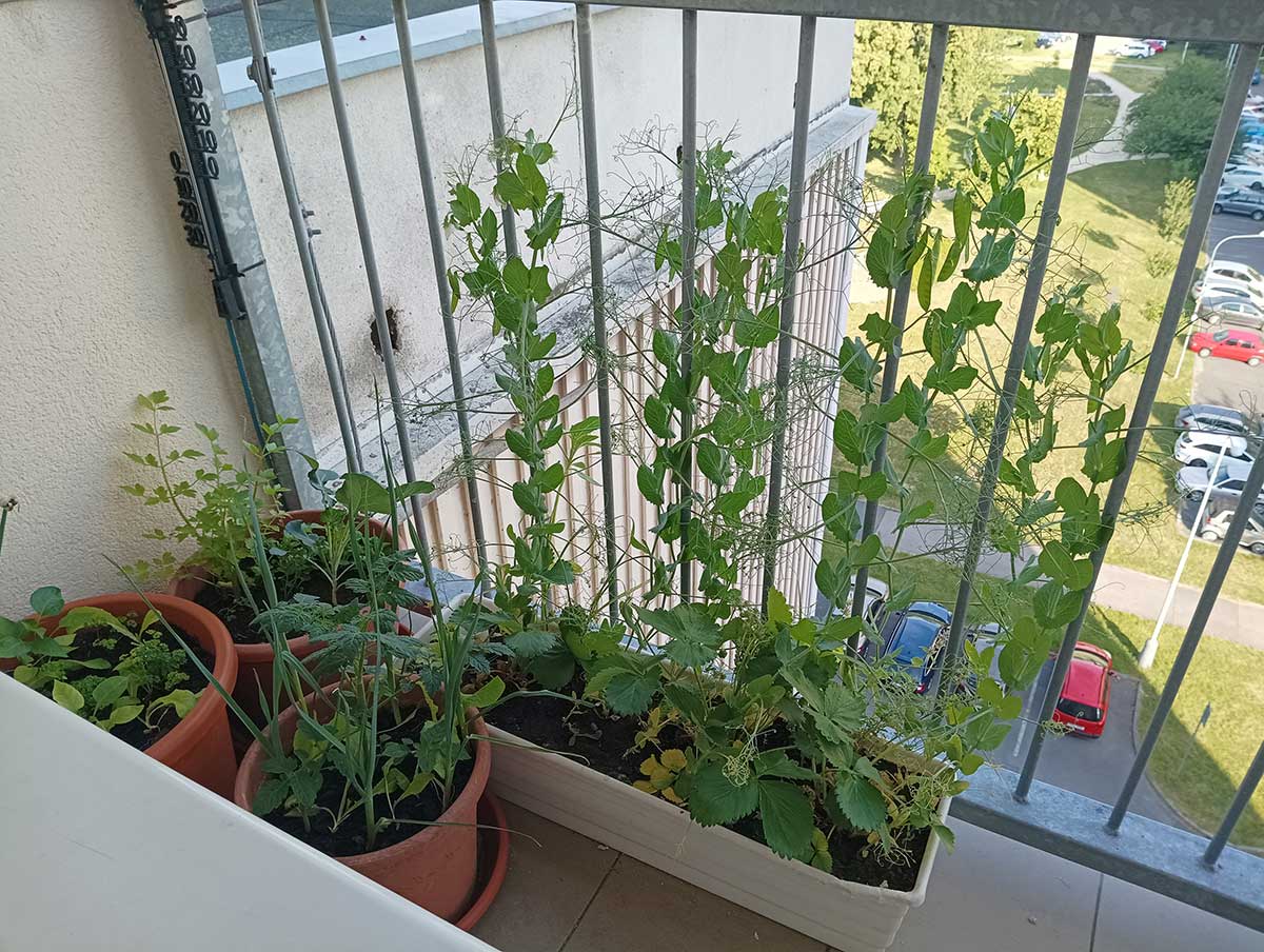 Celoročné jahody, hrášok, ligurček, brokolica, drobný cesnak, paprika na balkóne