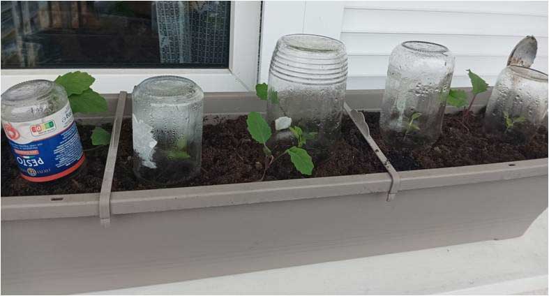 Pestovanie priesad na balkóne