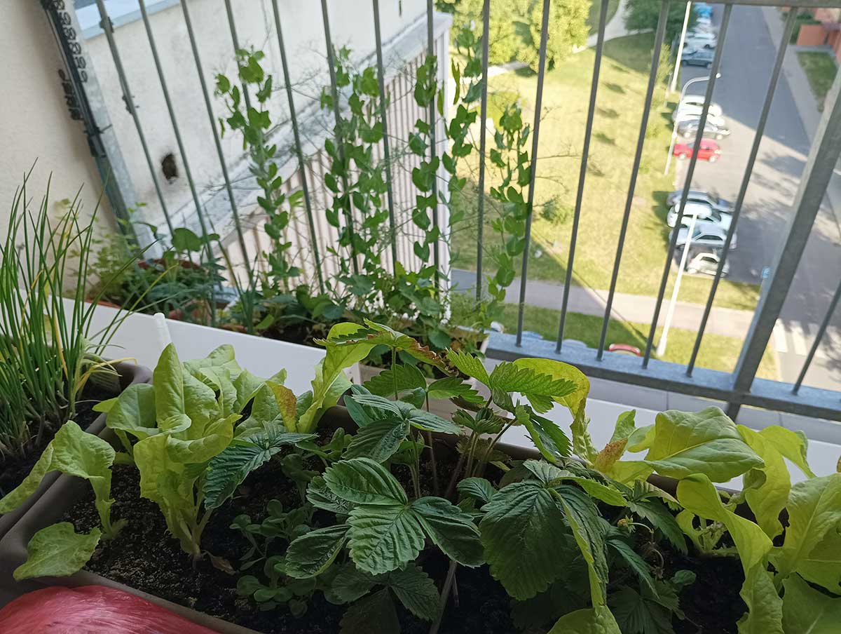 Celoročné jahody, hrášok, ligurček, brokolica, drobný cesnak, paprika na balkóne