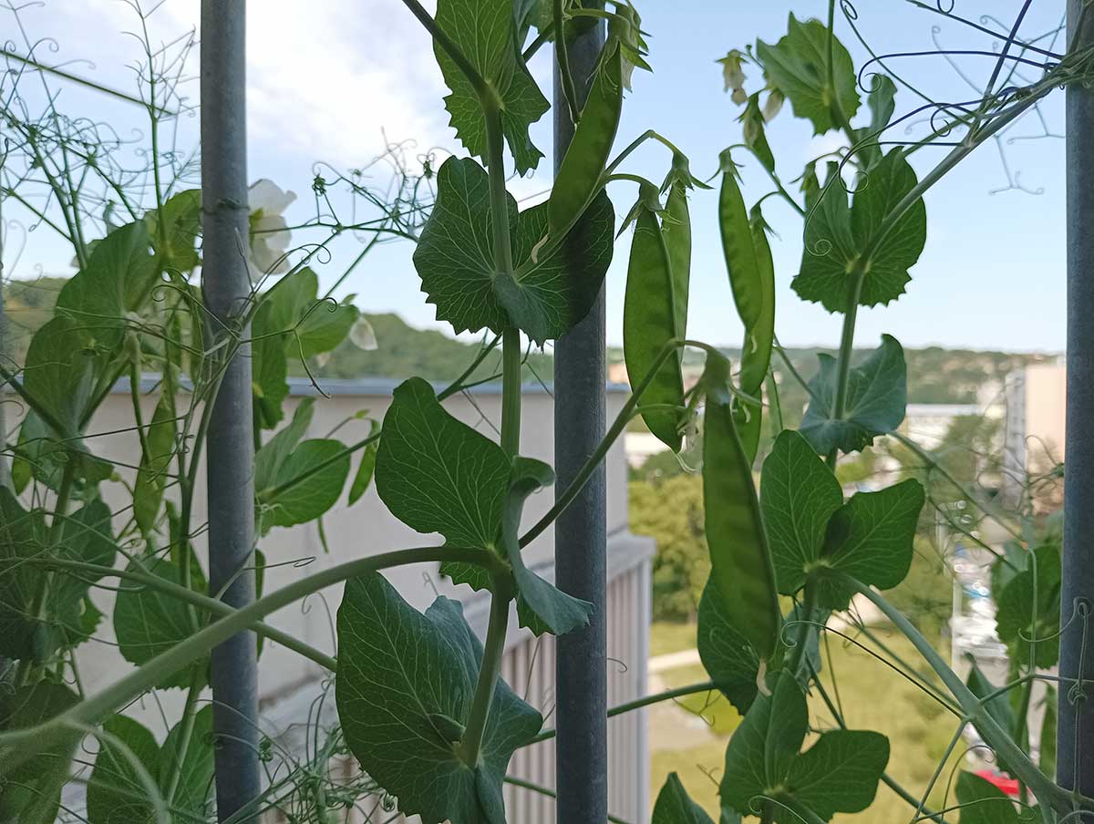 Hrášok na balkóne