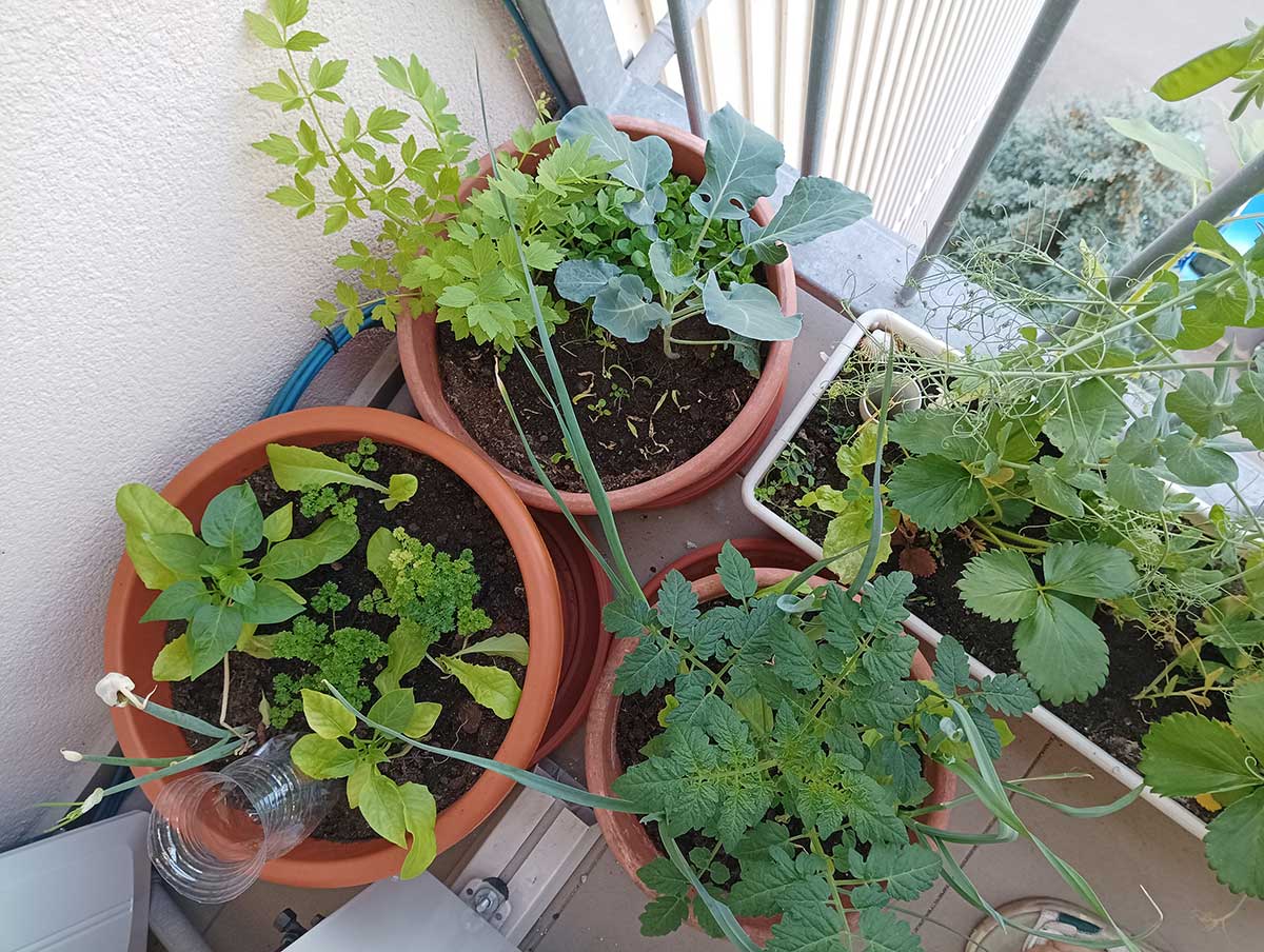Pestovanie zeleniny a byliniek v kvetináčoch na balkóne