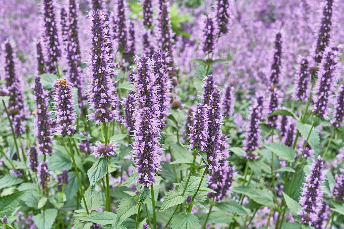 Agastache