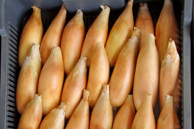 Chlapská zelenina: intenzívne chute a zdravie na vašej záhrade