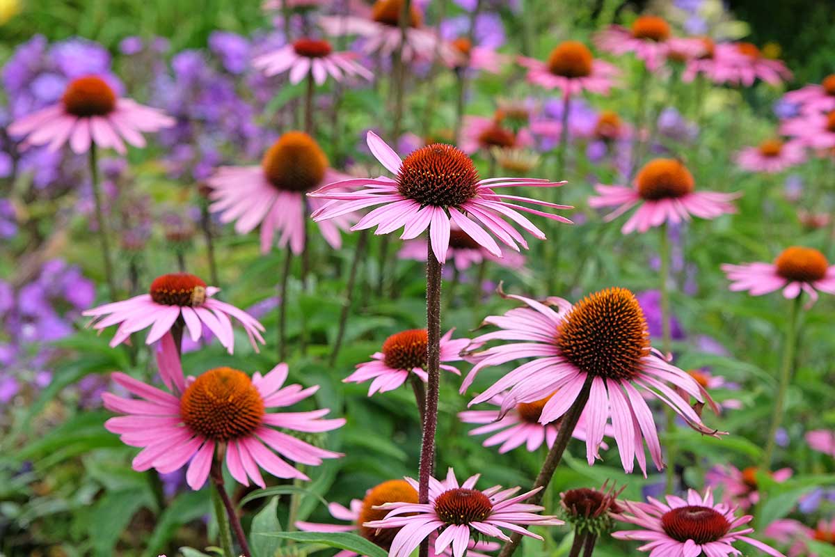 Echinacea purpurová