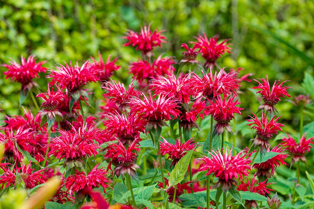 Monarda podvojná