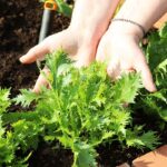 Ako pestovať nameniu v záhrade