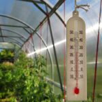 Ako zabrániť prehrievaniu rastlín v skleníku v letnom období