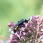 Žihadlovka na kvete v slovenskej záhrade