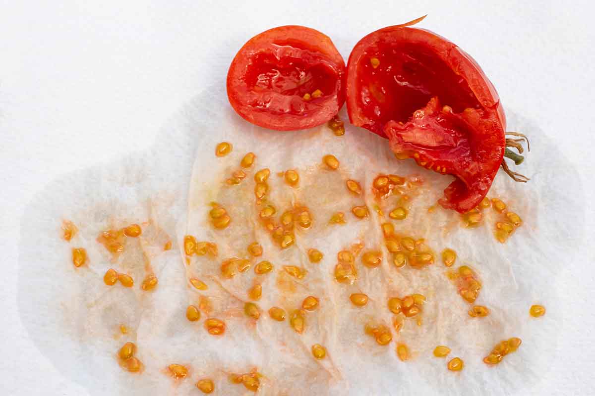 Získavanie semien z paradajok