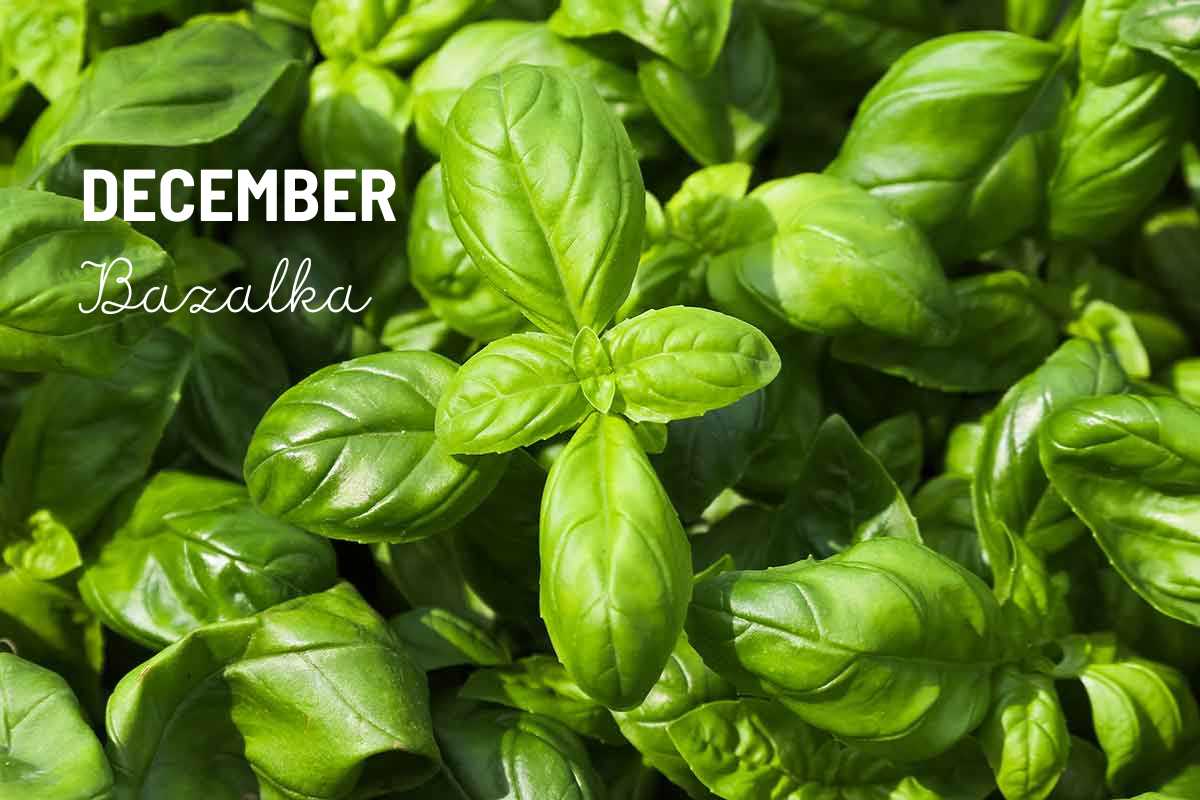 December bazalka
