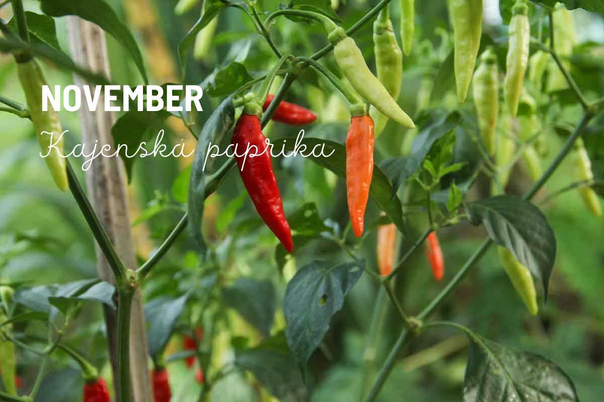 November kajenská paprika