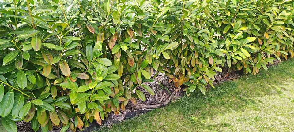 Žltnutie až hnednutie listov vavrínovca