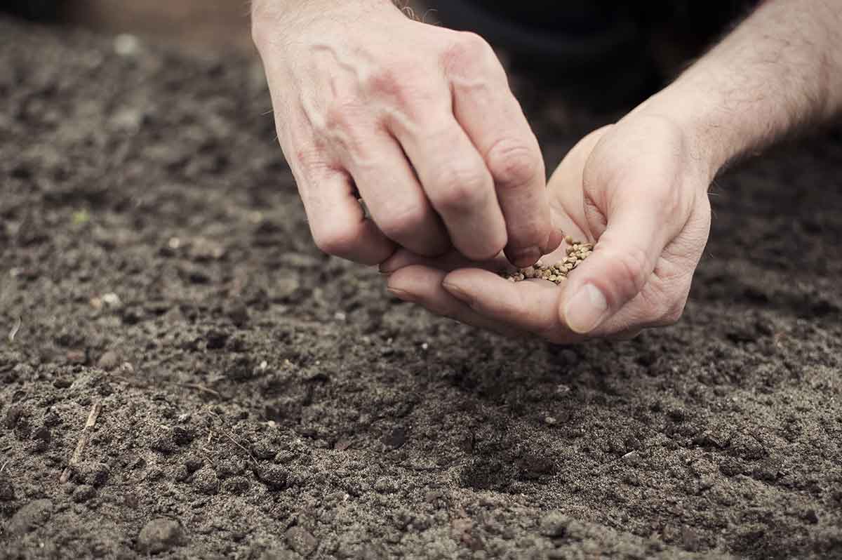 Čo vysievať po lete