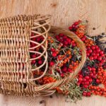 Košík s rakytníkom, hlohom a aróniou