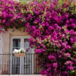 Exotické rastliny na balkón a terasu
