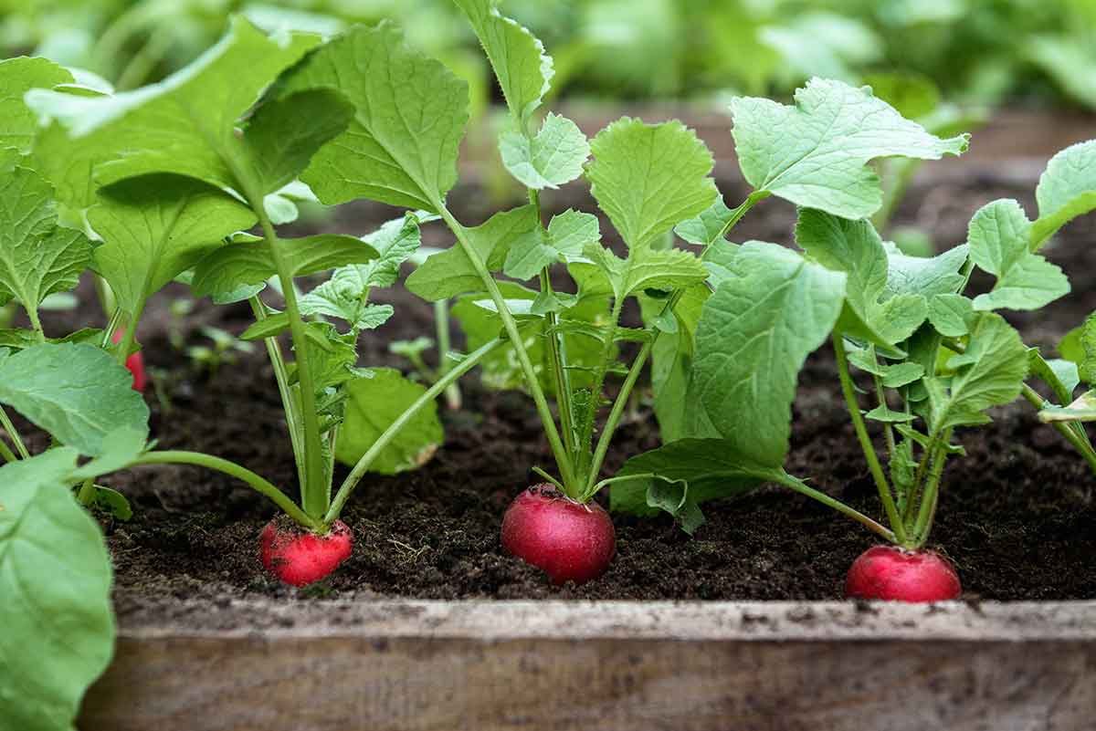 Reďkovky z augustových výsevov