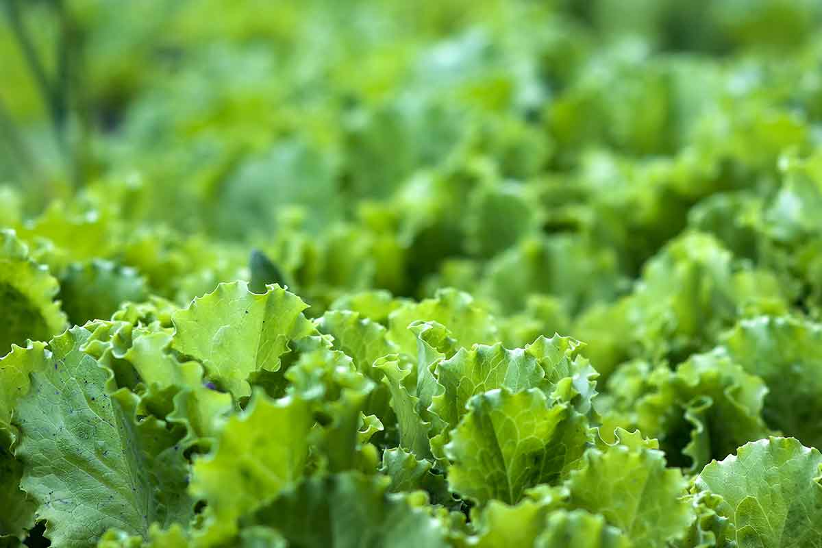 Šaláty z augustových výsevov