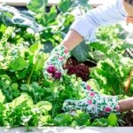 Úroda z júlových výsevov