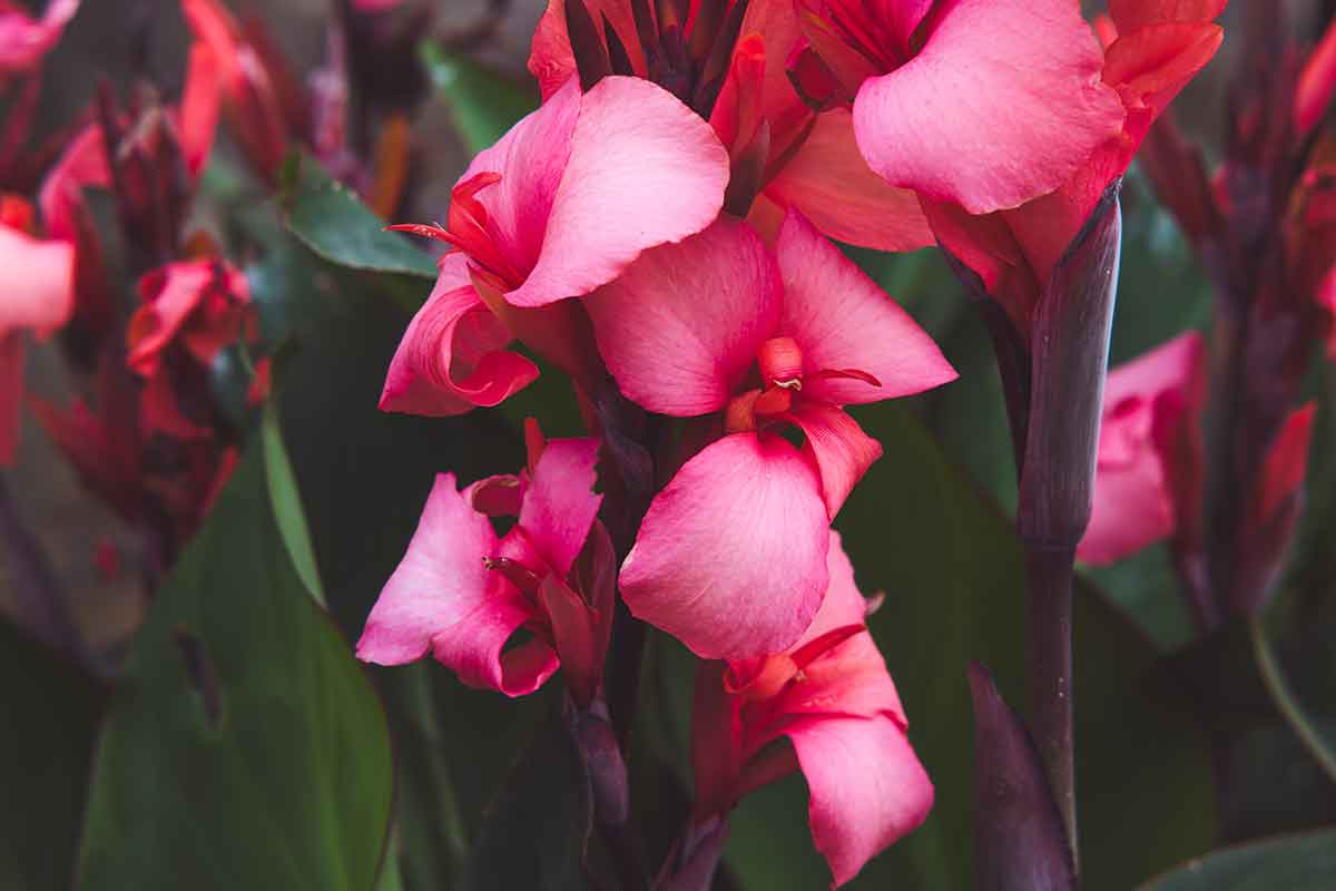 Kana indická ‘Cannova Rose’