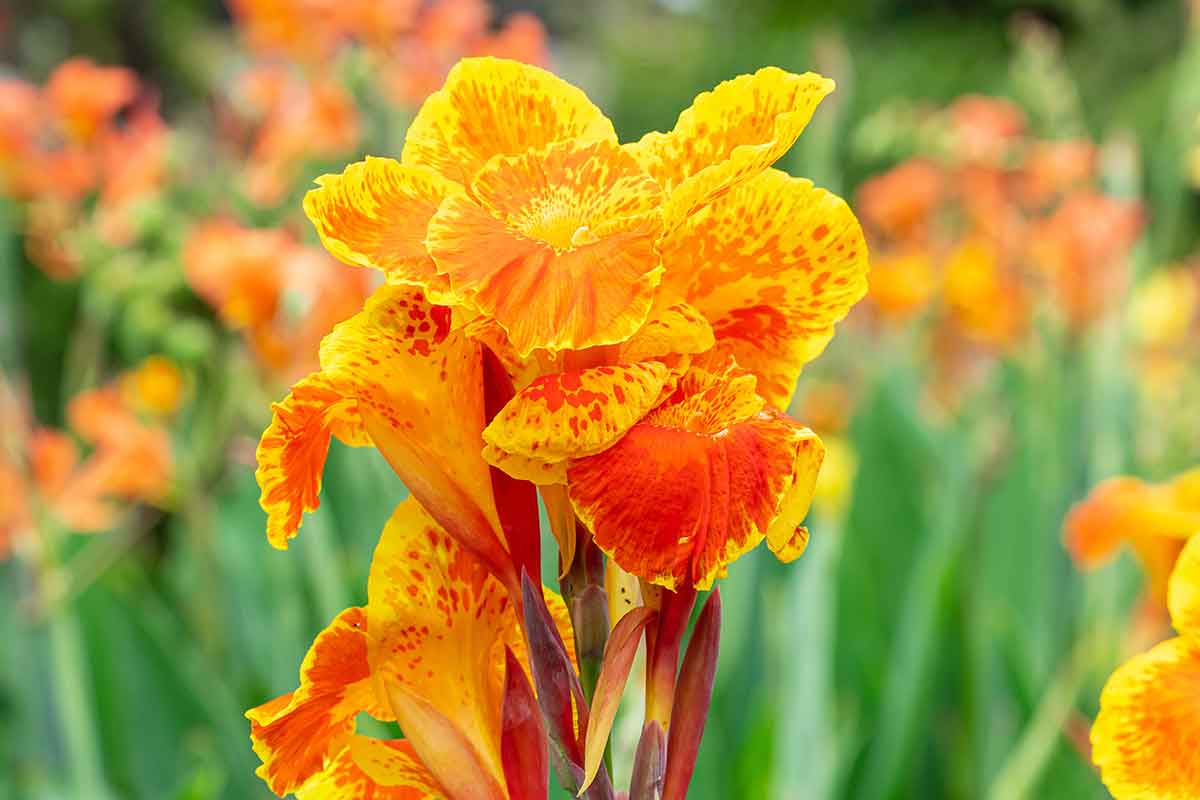 Kana indická ‘Carnival’