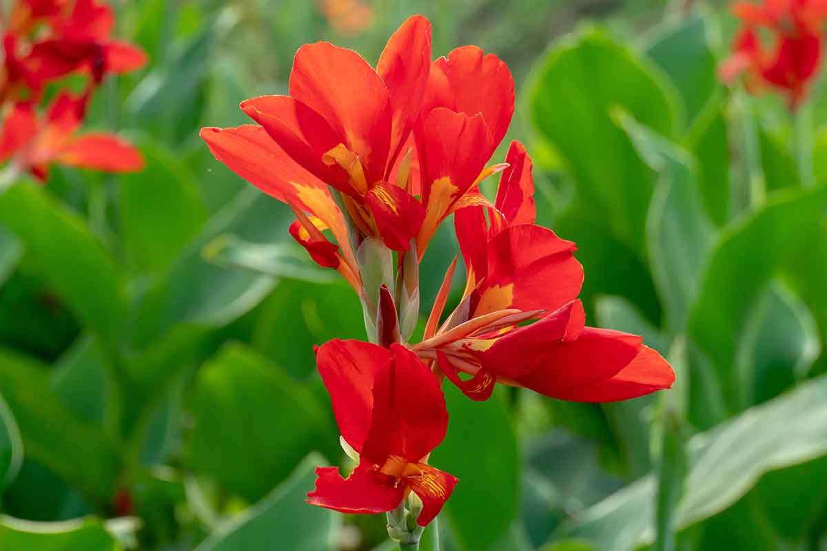 Kana indická ‘Karmen’