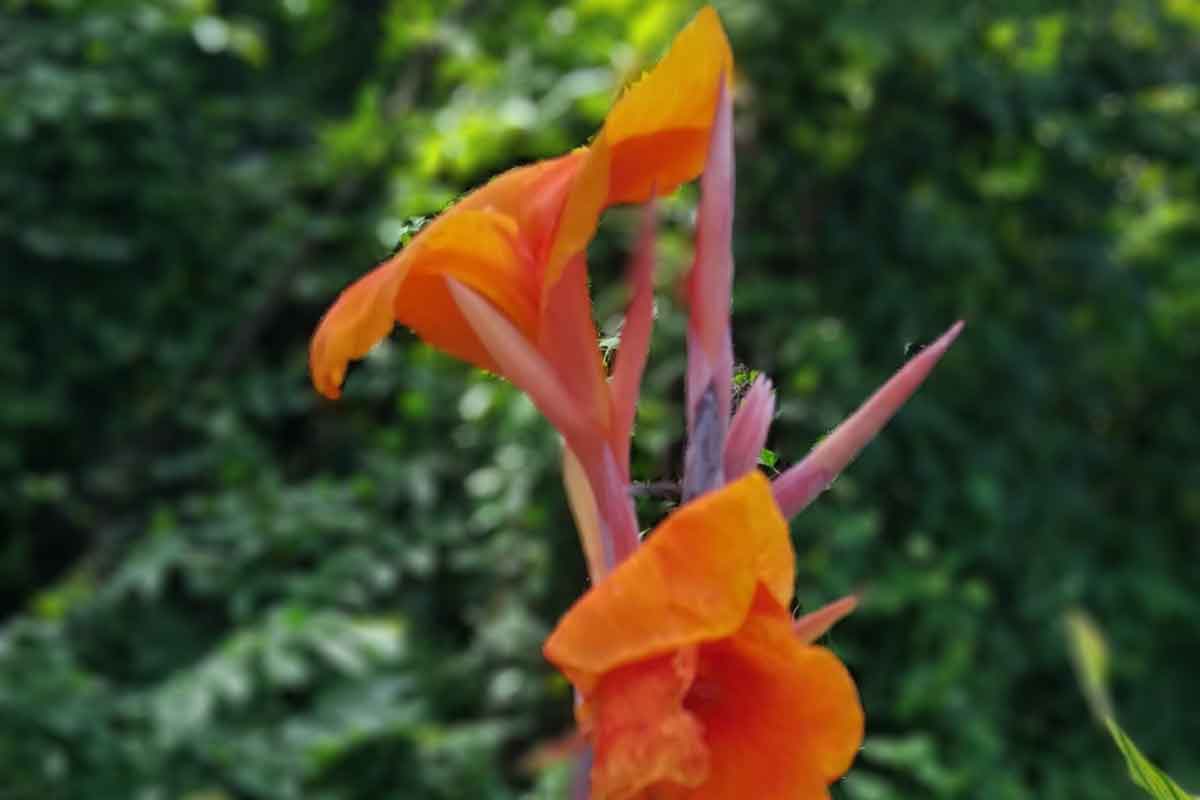 Kana indická ‘Striata’