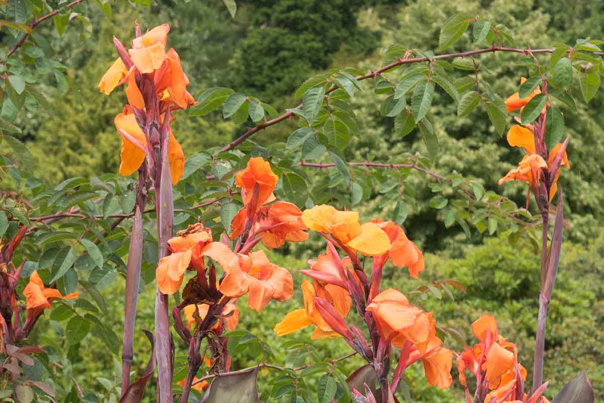 Kana indická ‘Wyoming’