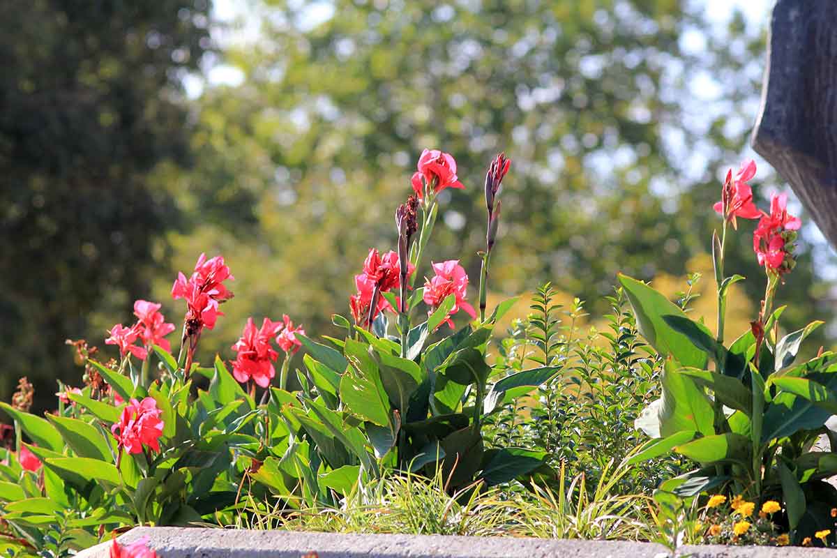 Pestovanie kán v záhrade