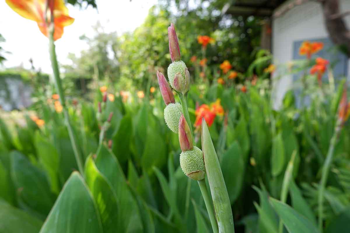 Starostlivosť o kany v záhrade