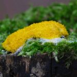 Kráčajúca huba slizovka