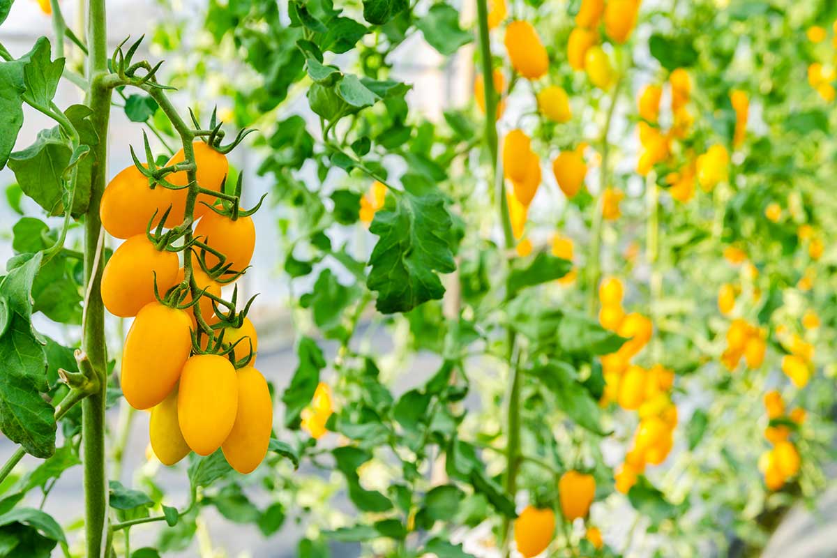 Nevhodné stanovište pre paradajky