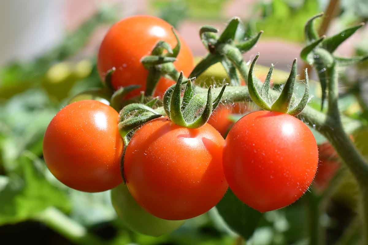 Paradajky sú ovocie alebo zelenina