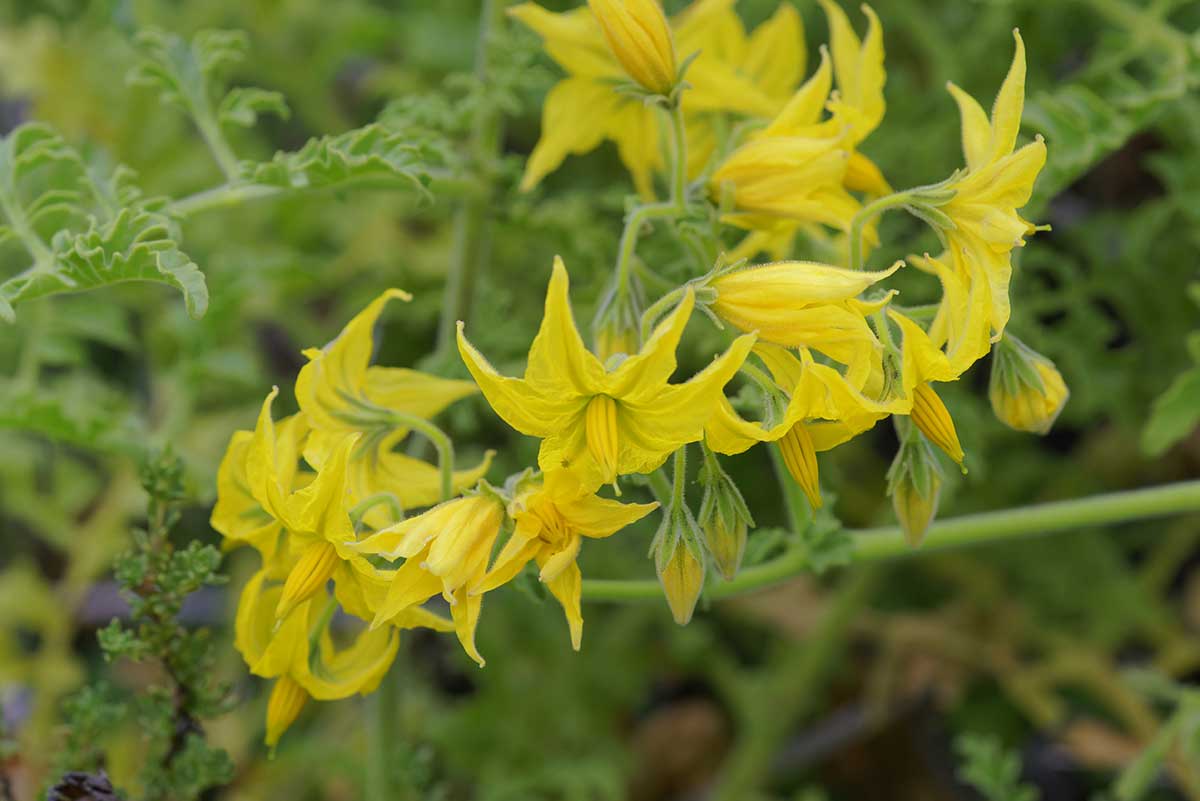 Pôvodný charakter paradajok