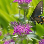 Kvety monardy priťahujúce motýle