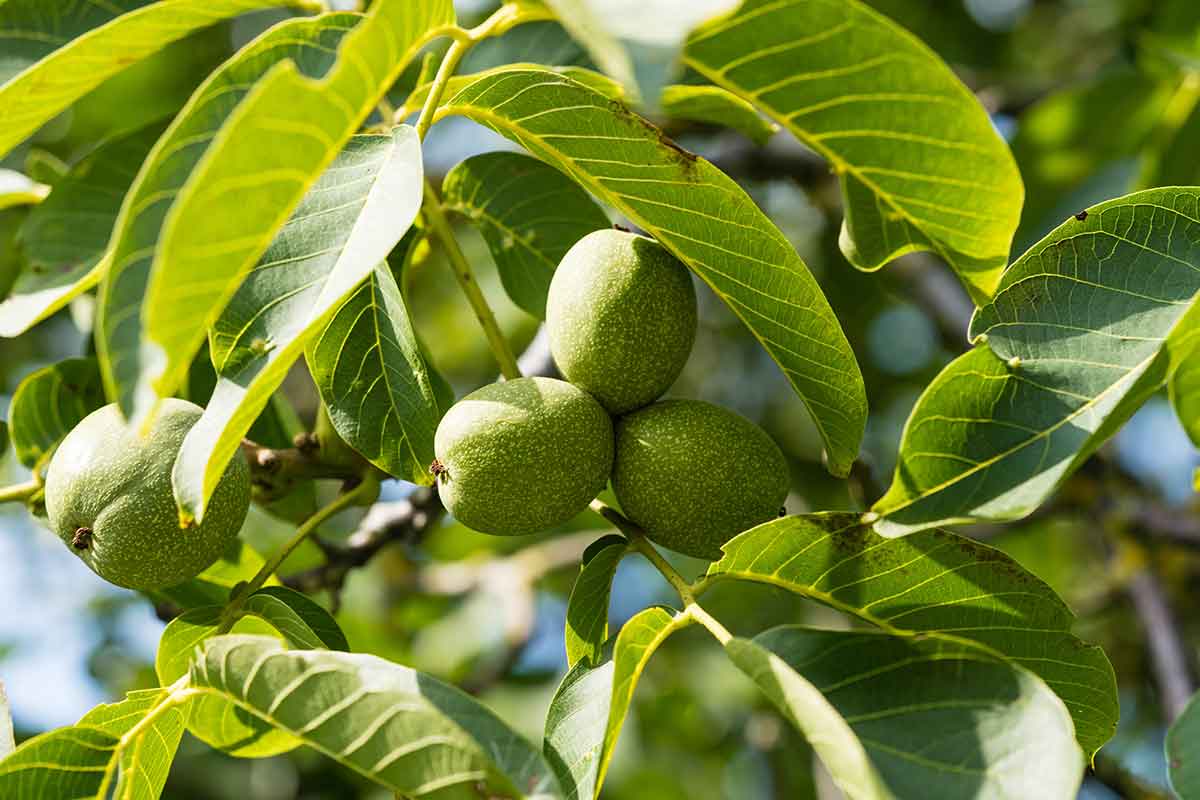 Zakrpatené odrody orecha kráľovského