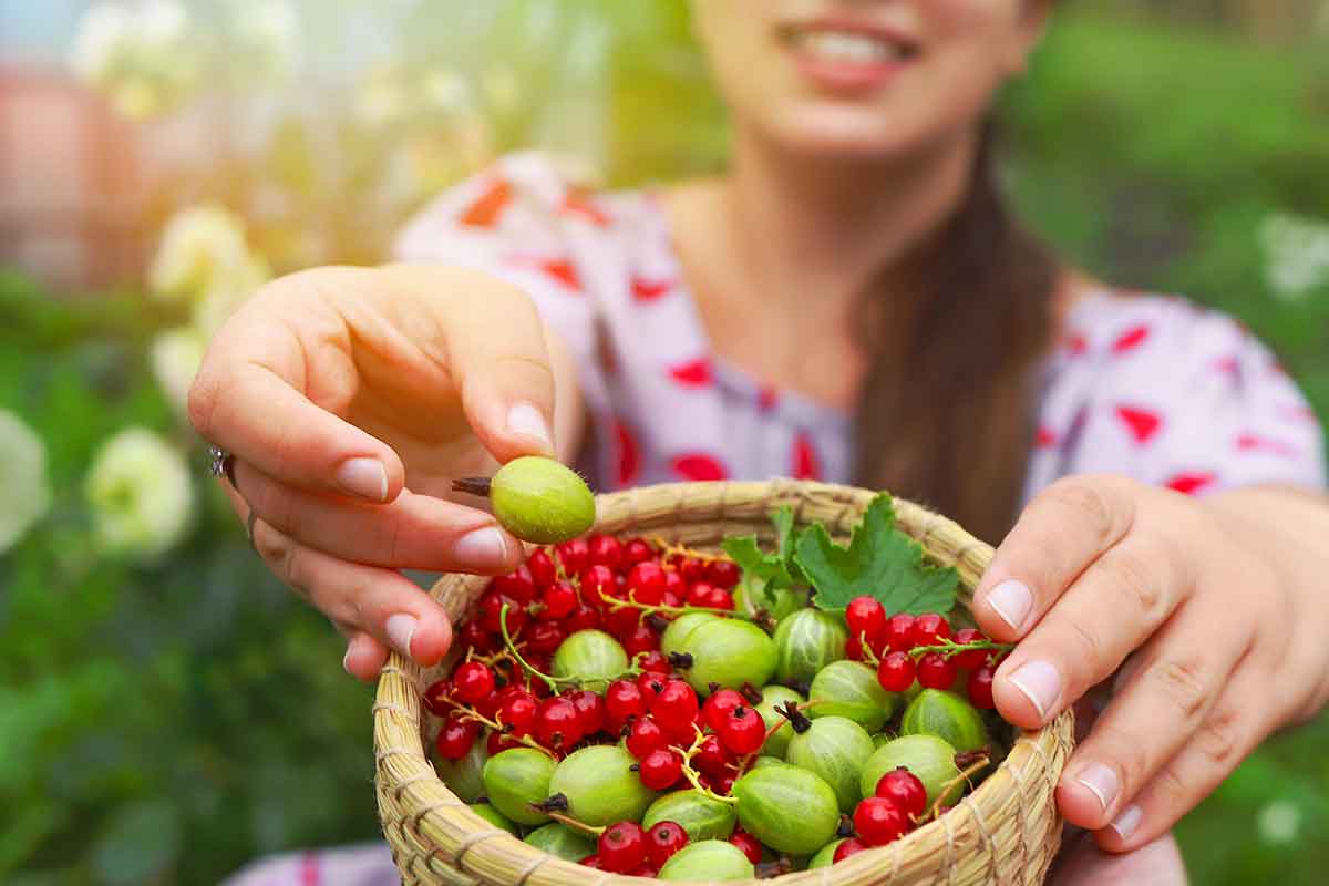 Odporúčané druhy drobného ovocia do záhrady