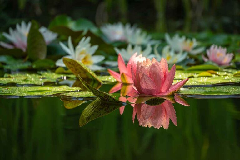 Elegáni vodných hladín: Čo by ste mali vedieť o pestovaní lekien?