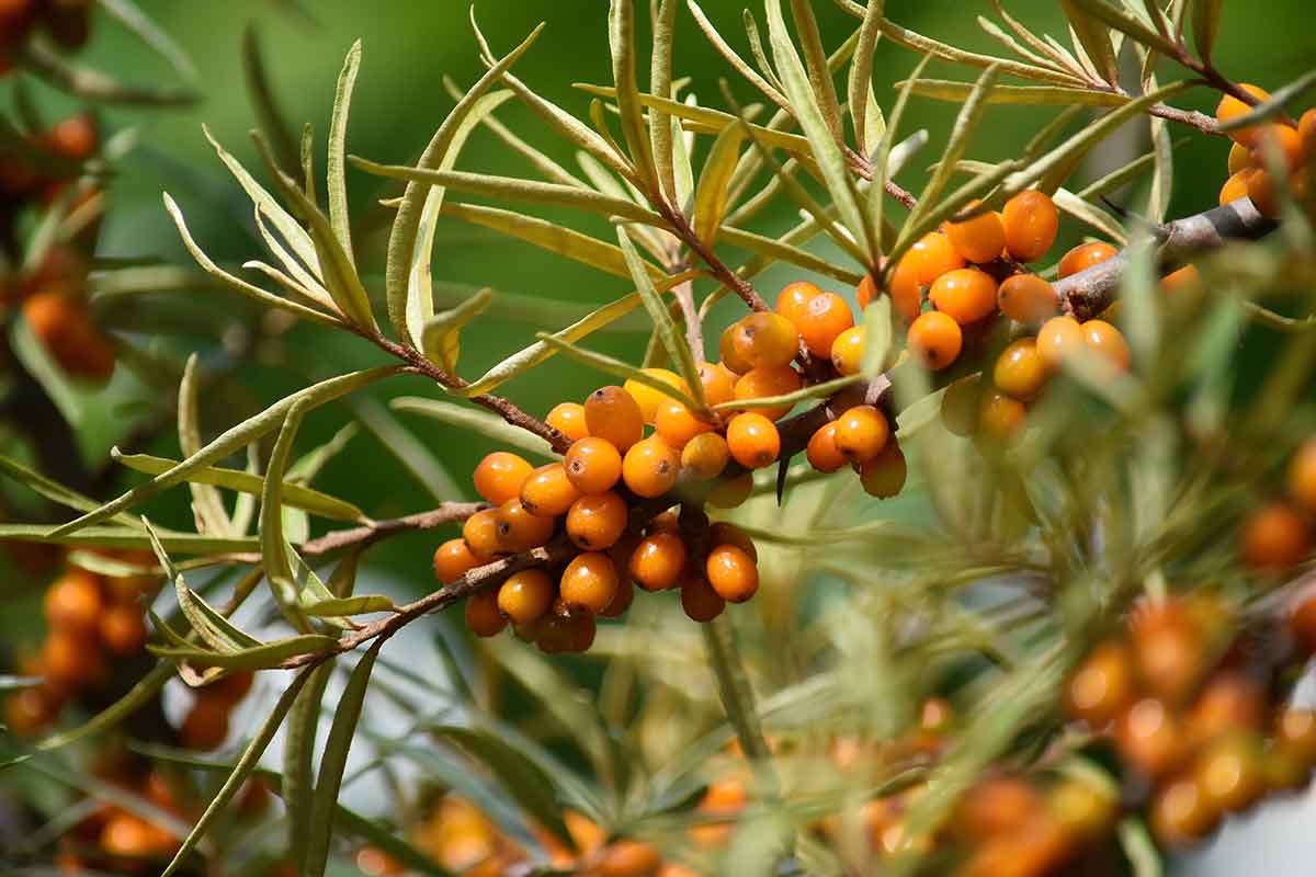 Rakytník rešetliakovitý