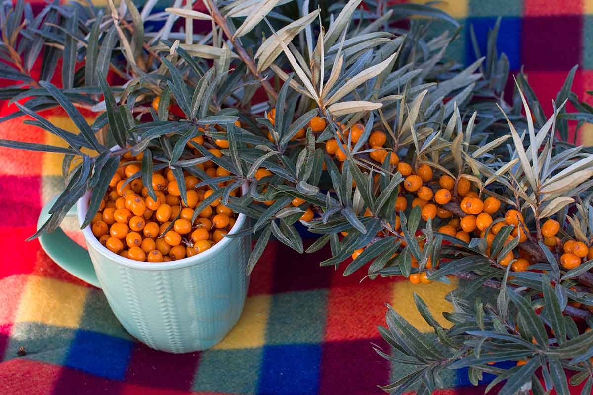Čaj z plodov rakytníka