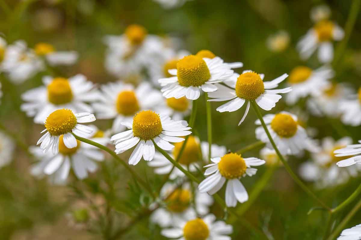 Kvety rumančeka kamilkového