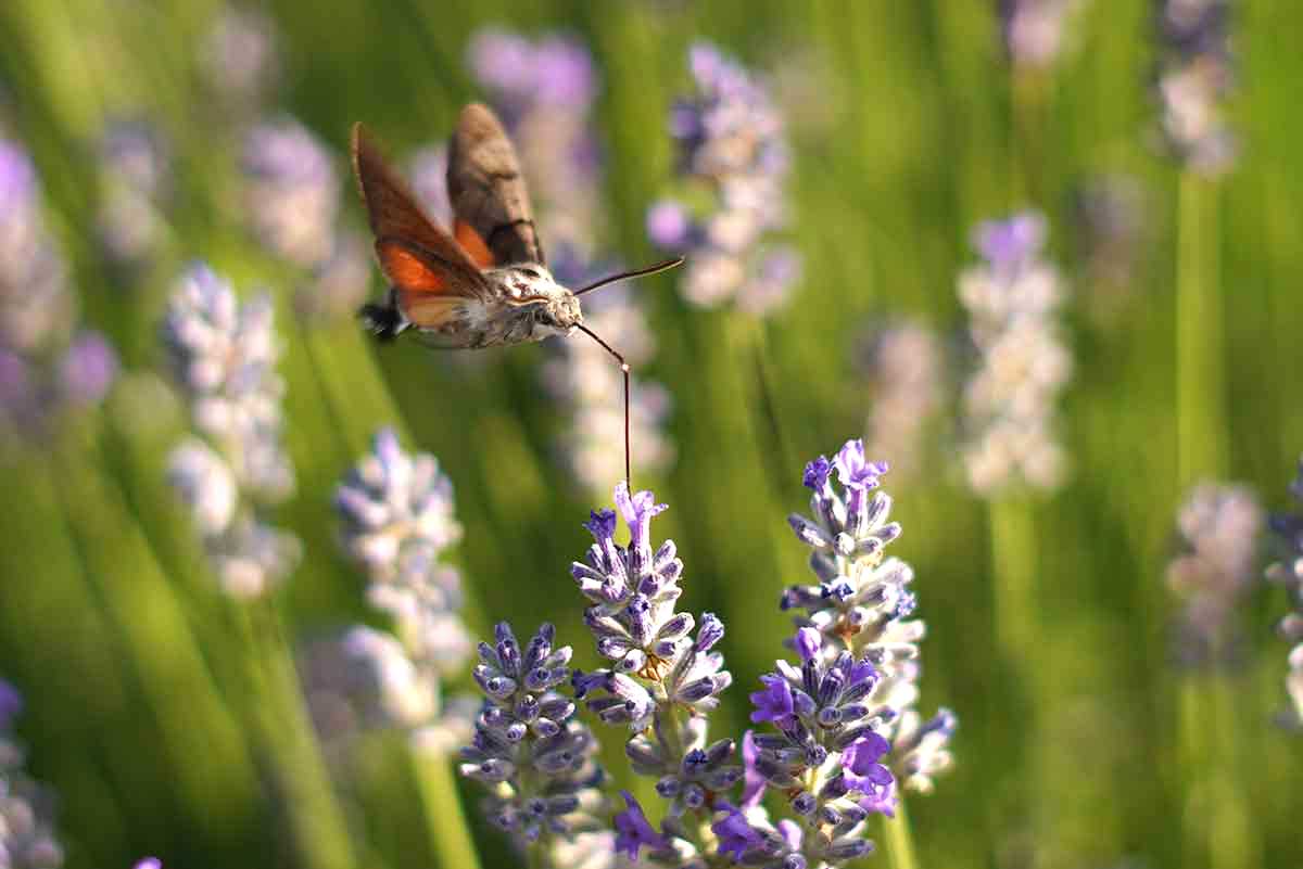 Slovenský kolibrík alebo inak lišaj marinkový