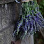 Ako využiť kvety levandule