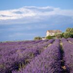 Všetko o pestovaní levandule