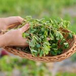 Základy pestovania portulaky v záhrade