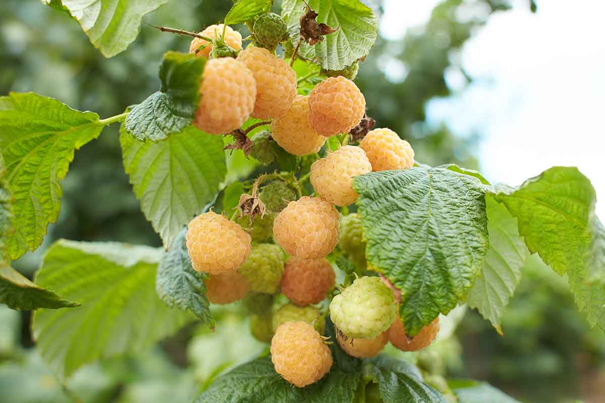 Žltoplodá odroda malín