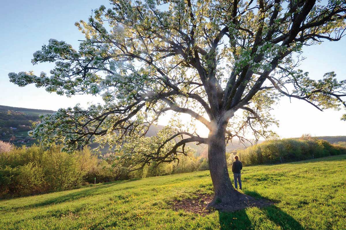 Hruška Dúhonatka Pangaea zo škôlky Biele Karpaty