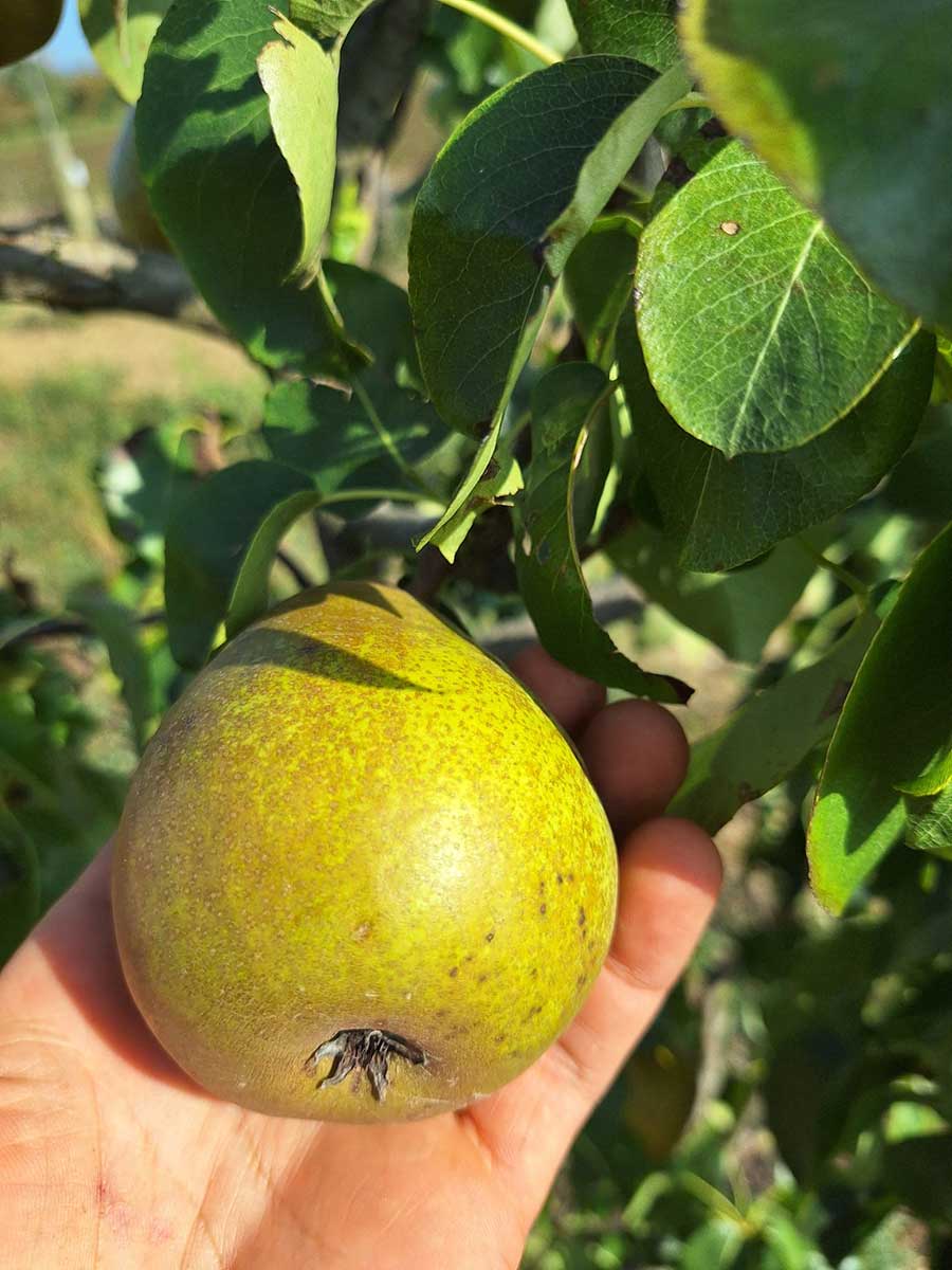 Hardyho hruška zo škôlky Biele Karpaty